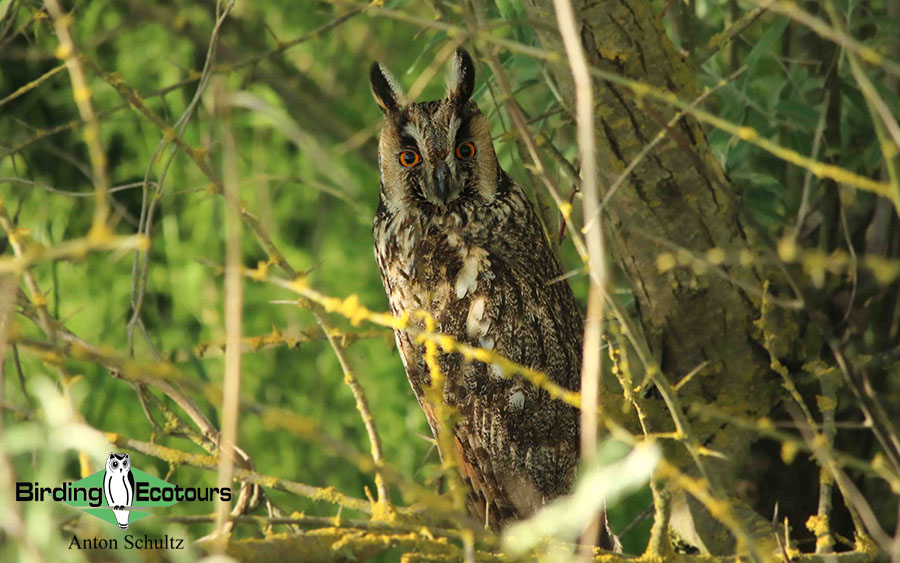 Bulgaria and Romania Birding trip report