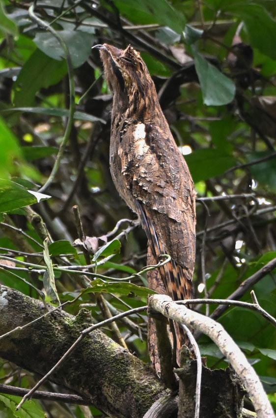 Northern Peru Birding