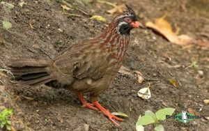 Southern Mexico birding tours