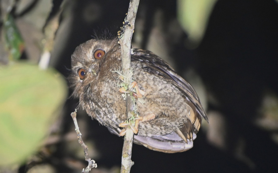 Northern Peru Birding