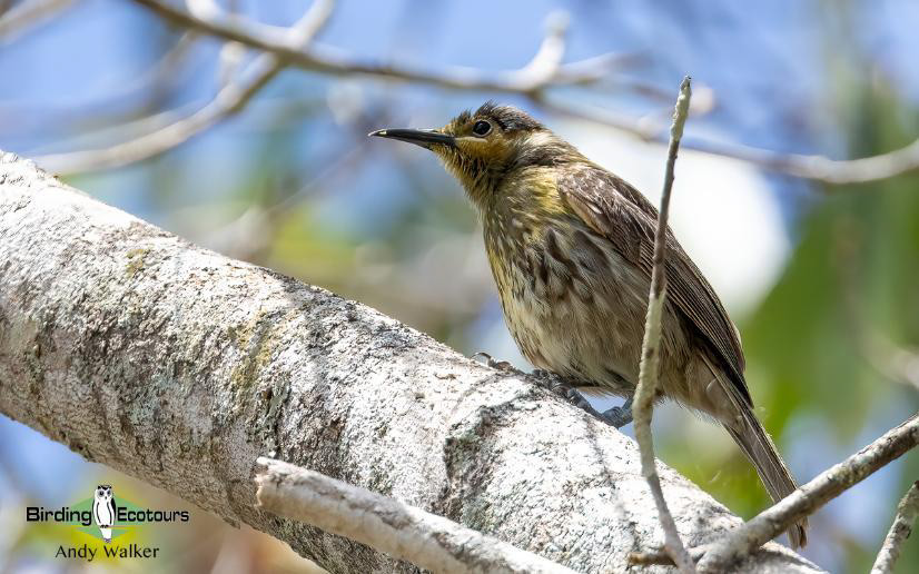Australia Outback Birding Tour