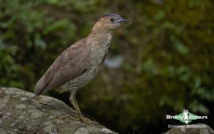 Taiwan birding tours