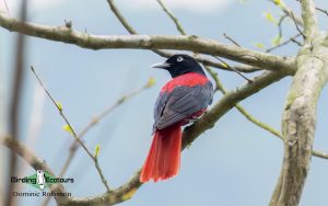 Taiwan birding tours