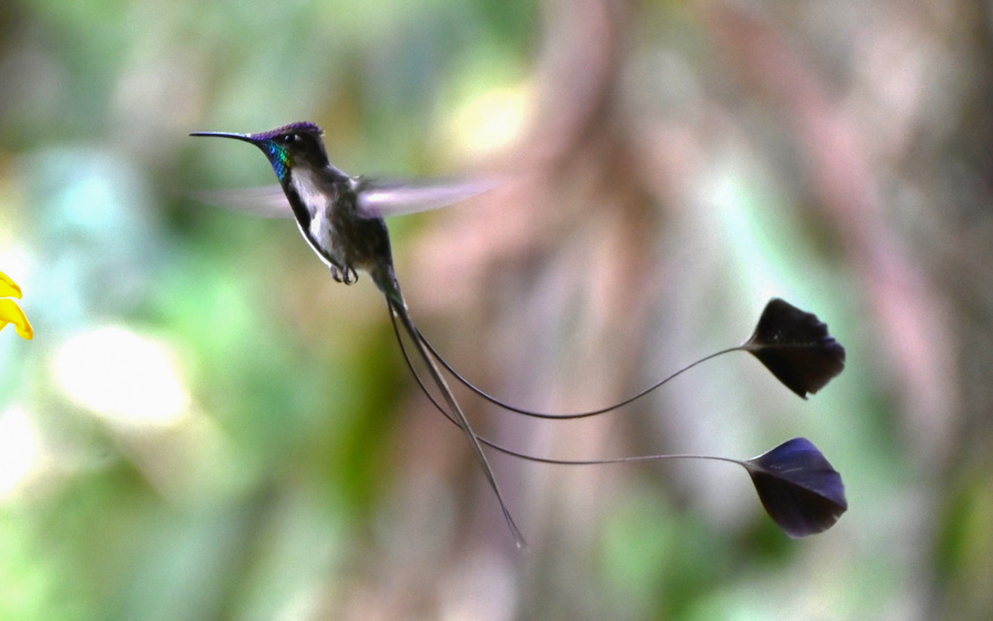 Northern Peru Birding