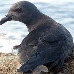 Birding tour Réunion Island Endemics