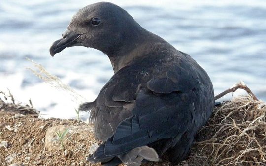 Birding tour Réunion Island Endemics