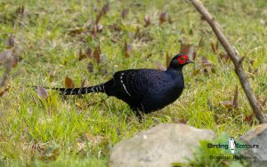 Taiwan birding tours