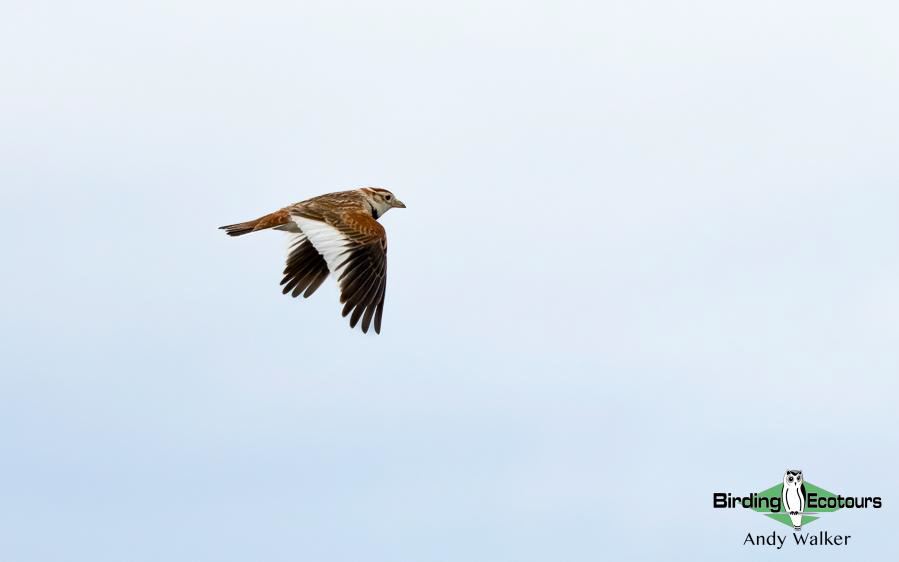 Mongolia Birding tour report