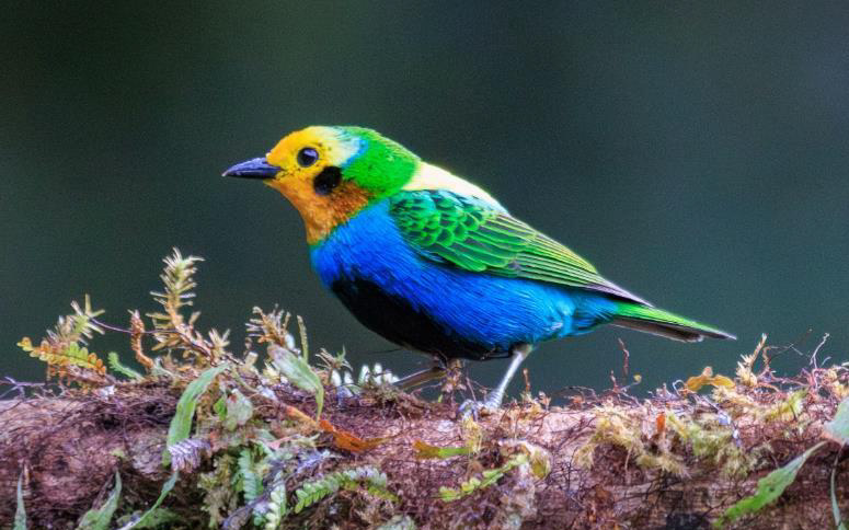 Colombia birding tour report