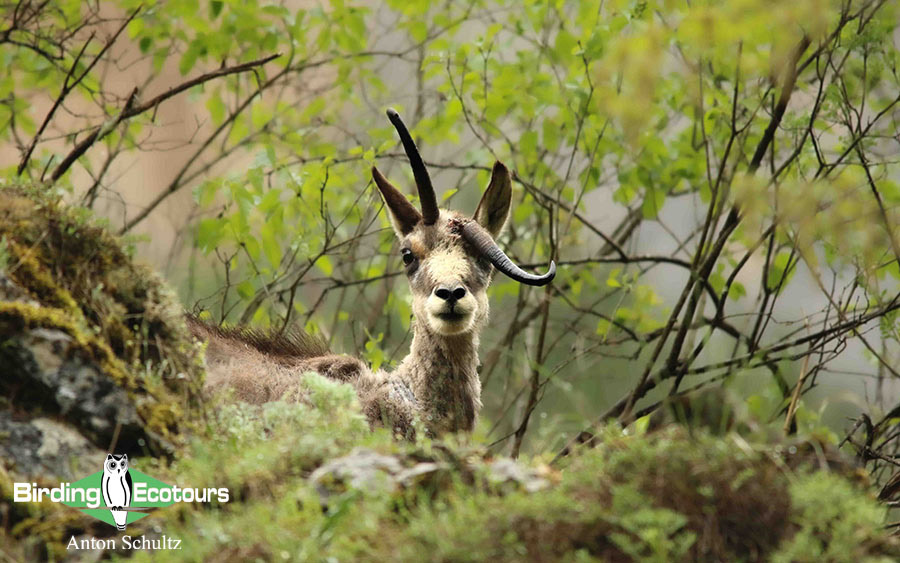 Bulgaria and Romania Birding trip report