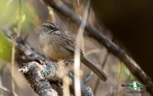 Southern Mexico birding tours