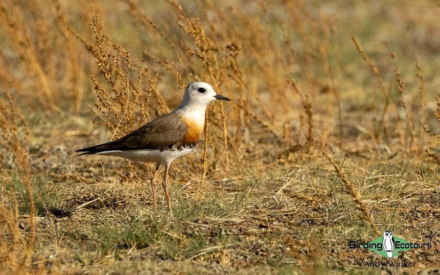 Mongolia Birding tour report