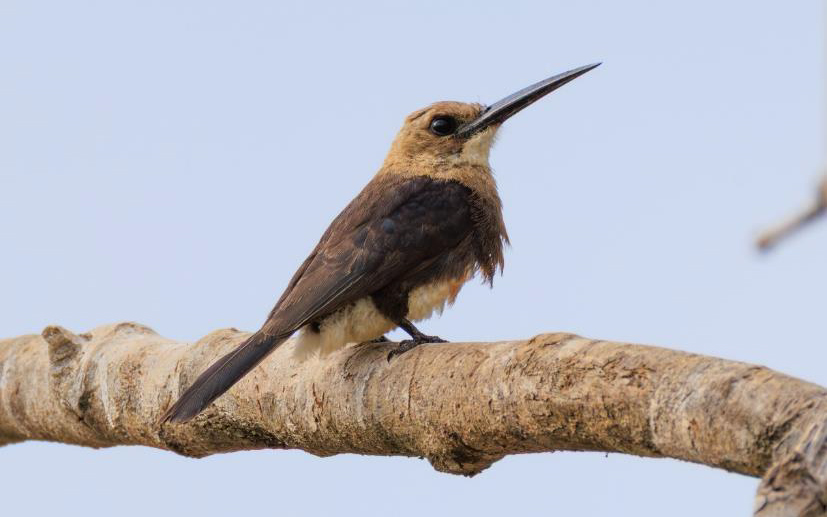 Colombia birding tour report