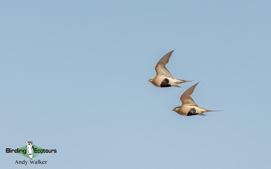 Mongolia Birding tour report