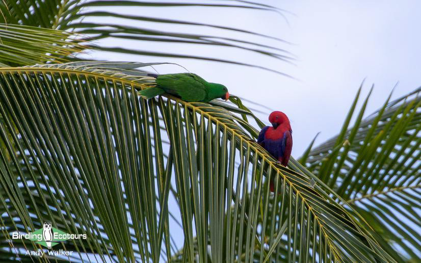 Australia Outback Birding Tour