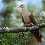 Mauritius Island Endemics Day Trip