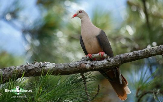Mauritius Island Endemics Day Trip
