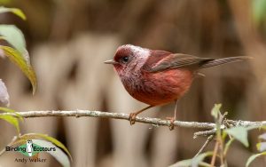 Southern Mexico birding tours