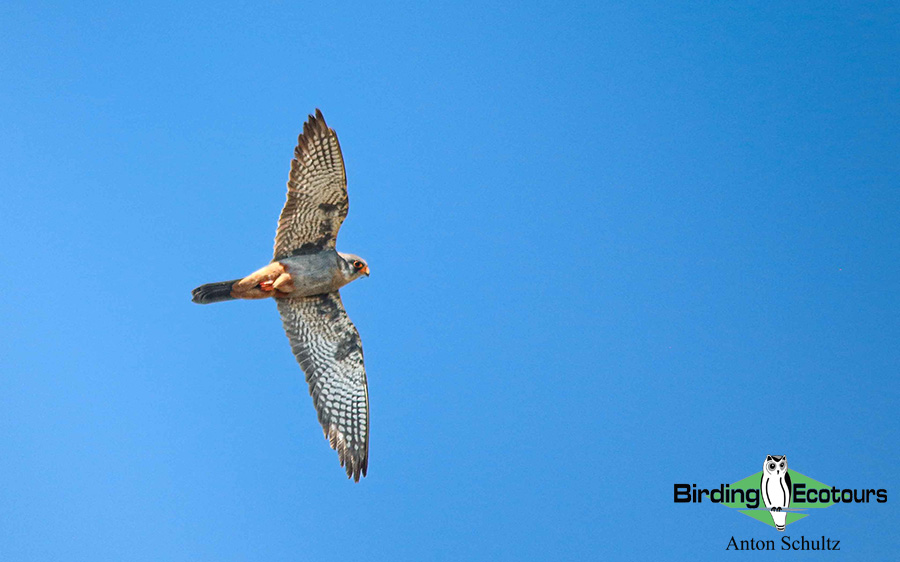 Bulgaria and Romania Birding trip report