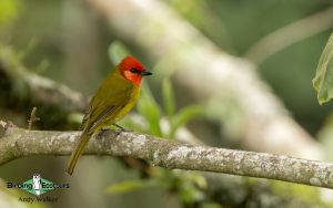 Southern Mexico birding tours