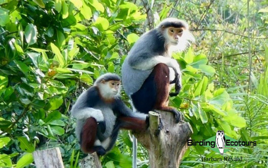 Birding Southern and Central Vietnam Trip Report