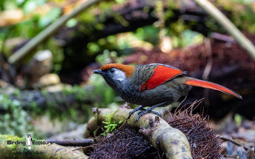 Birding Southern and Central Vietnam Trip Report
