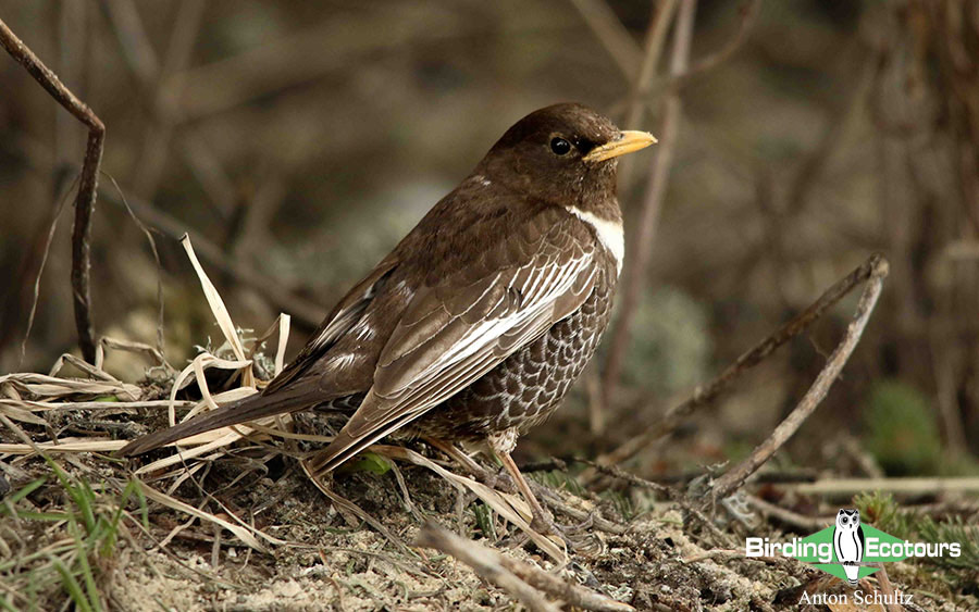 Bulgaria and Romania Birding trip report
