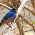 Southern Mexico birding tours