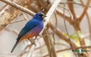 Southern Mexico birding tours
