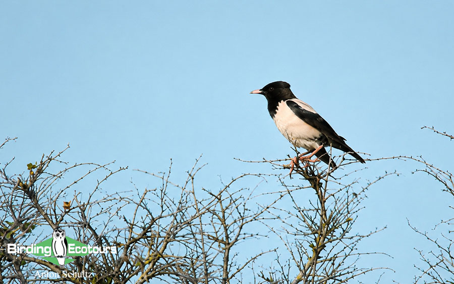 Bulgaria and Romania Birding trip report