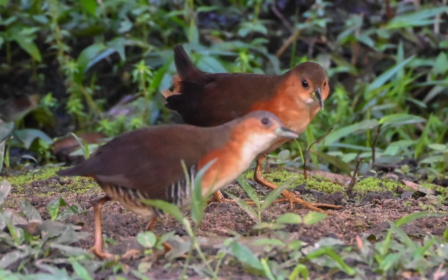 Northern Peru Birding