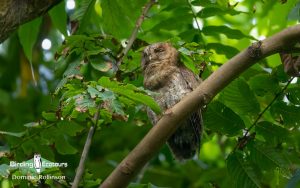 Taiwan birding tours