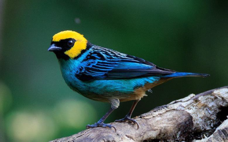 Colombia birding tour report
