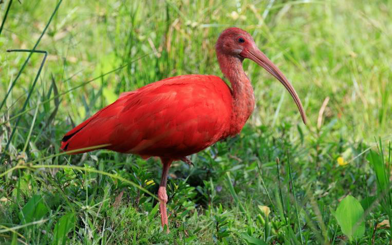 Colombia birding tour report