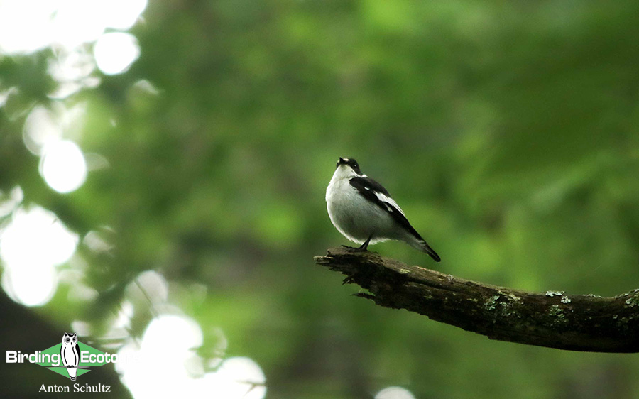 Bulgaria and Romania Birding trip report