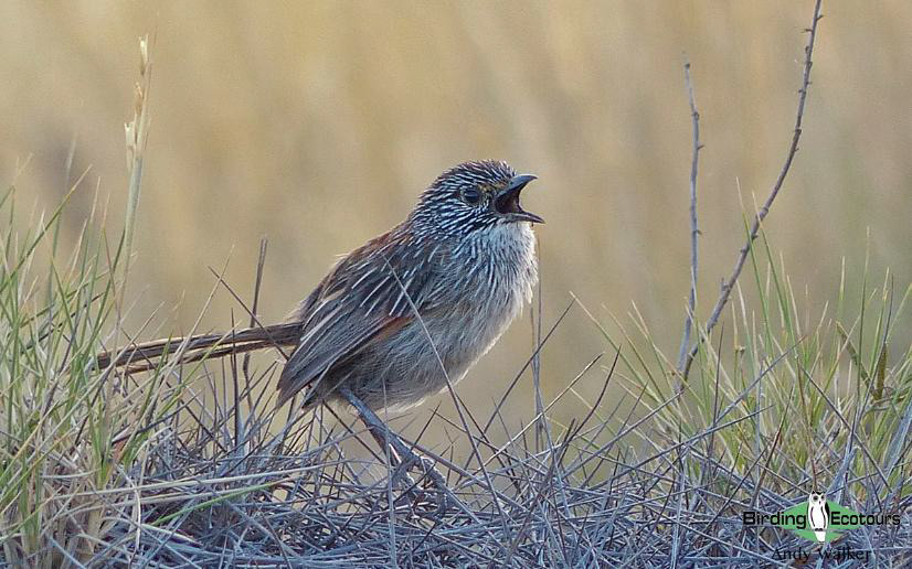Australia Outback Birding Tour