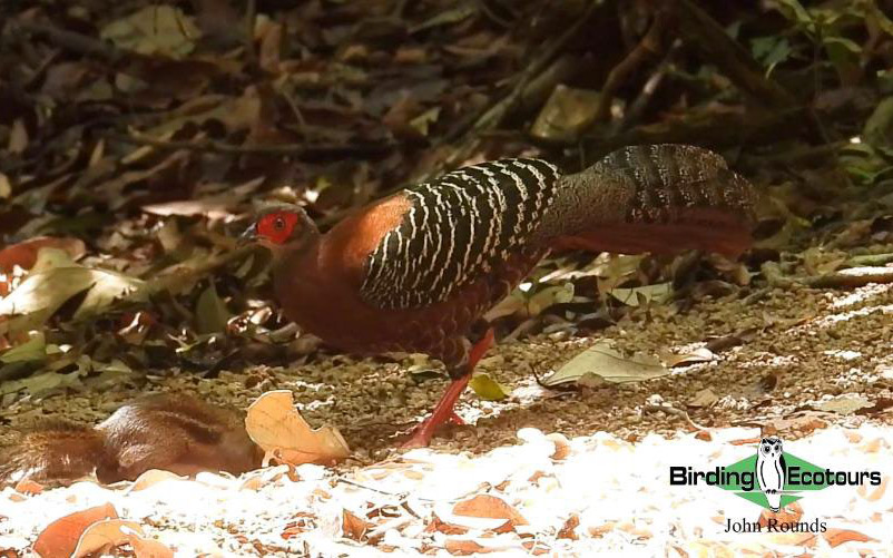 Birding Southern and Central Vietnam Trip Report