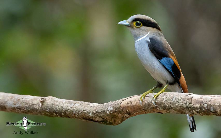 Birding Southern and Central Vietnam Trip Report