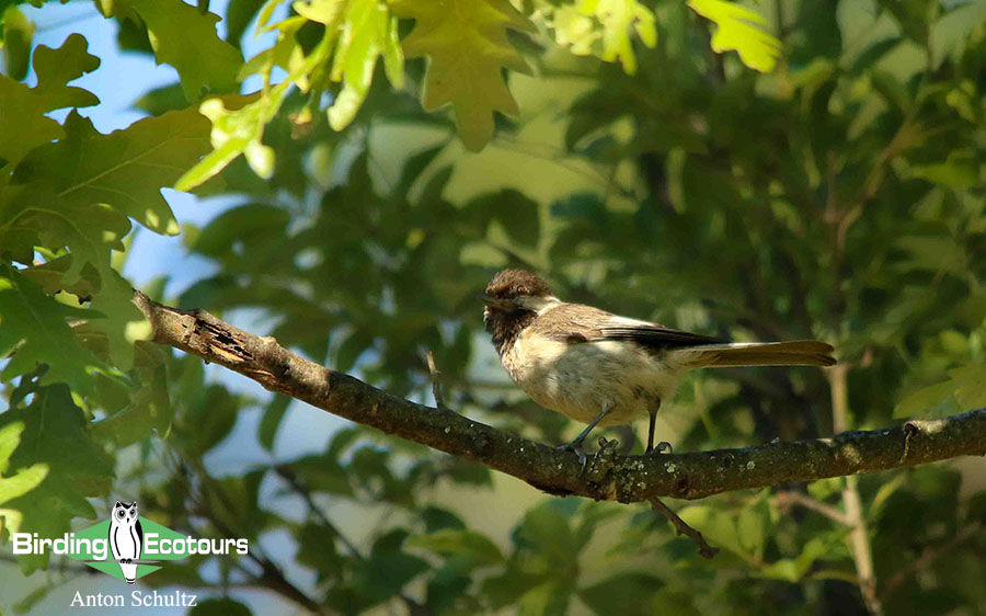 Bulgaria and Romania Birding trip report
