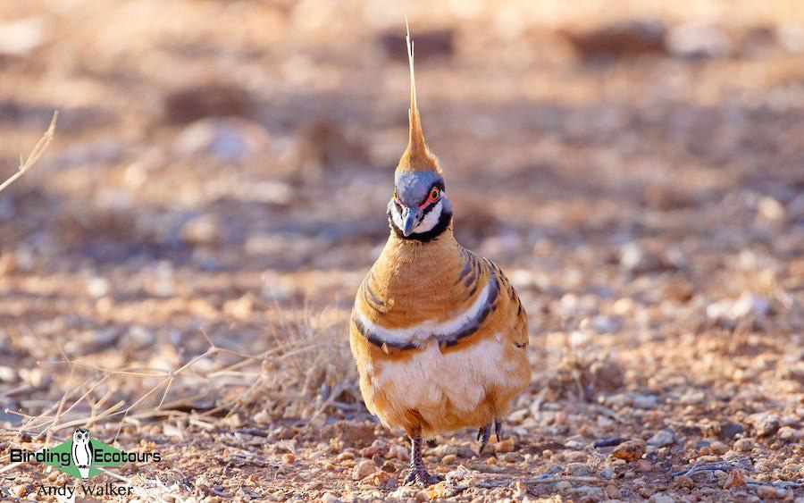 Australia Outback Birding Tour