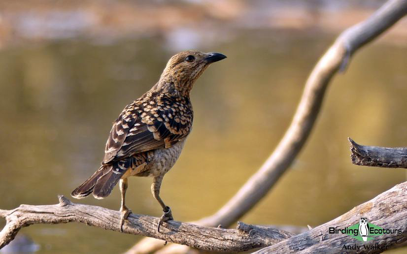 Australia Outback Birding Tour