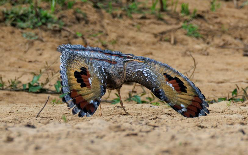 Colombia birding tour report