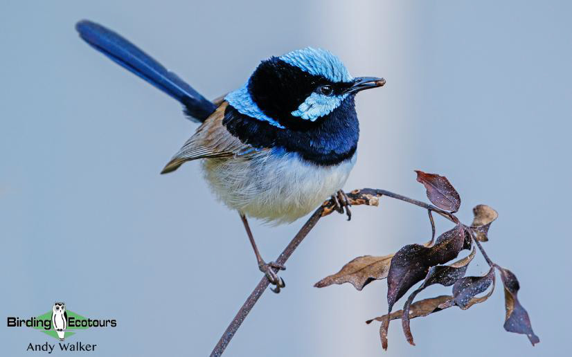Australia Outback Birding Tour