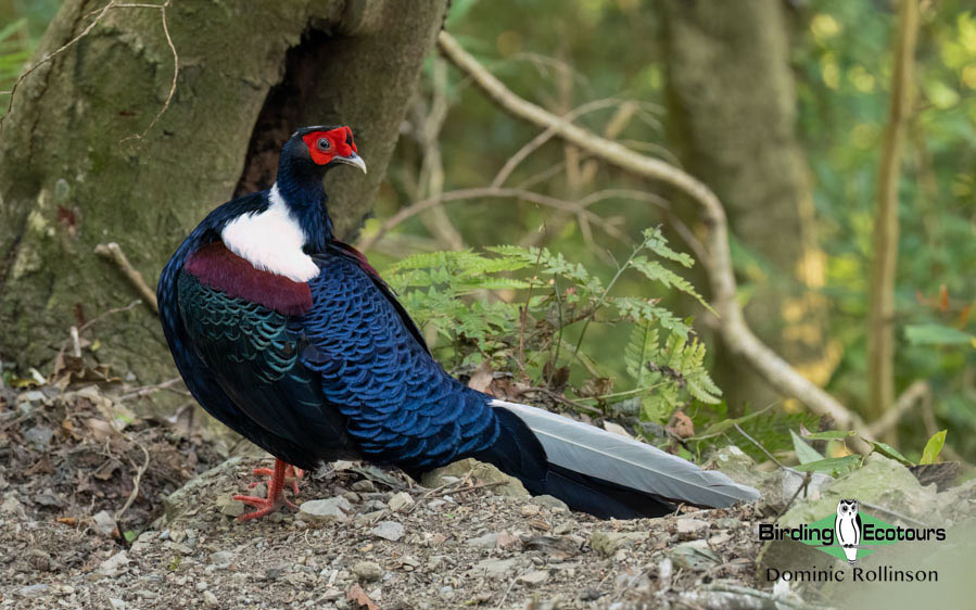 Taiwan Birding Extravaganza Trip Report