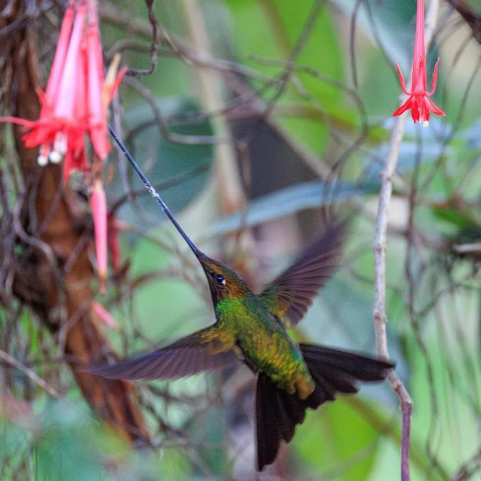 Colombia birding tour report