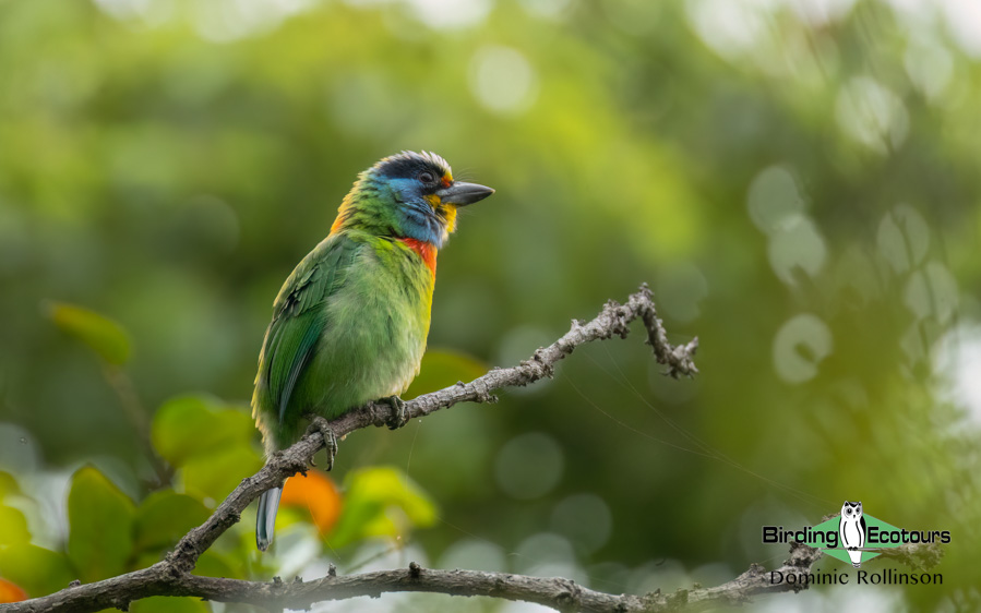 Taiwan birding tours