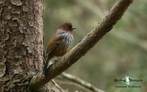 Taiwan birding tours