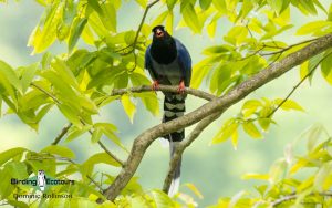 Taiwan birding tours