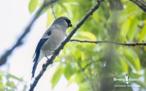 Taiwan birding tours