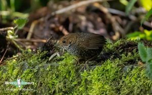 Taiwan birding tours